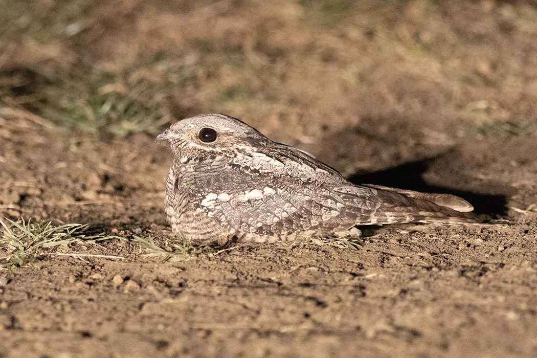 Eurasian Nightjar